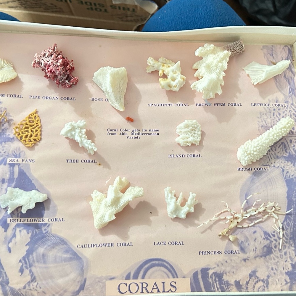 1969’s -Assorted Coral Collection Display